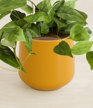 Load image into Gallery viewer, Mustard stand:all