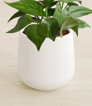 Load image into Gallery viewer, White stand:all