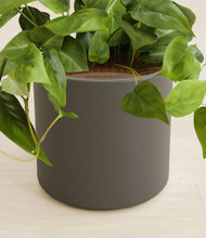 Load image into Gallery viewer, Dark Olive stand:all