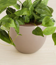 Load image into Gallery viewer, Desert Brown stand:all