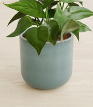 Load image into Gallery viewer, Reactive Aqua stand:all