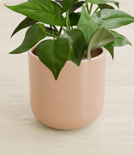 Load image into Gallery viewer, Glossy Pink stand:all