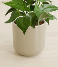 Load image into Gallery viewer, Sage Green stand:all