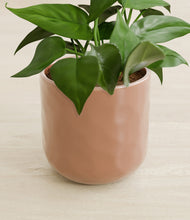 Load image into Gallery viewer, Hammered Peach Pink stand:all