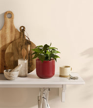 Load image into Gallery viewer, Striped Cherry Red