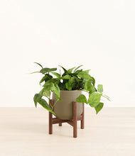 Load image into Gallery viewer, Olive stand:walnut