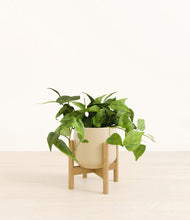Load image into Gallery viewer, Almond Green stand:bamboo