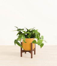 Load image into Gallery viewer, Mustard stand:walnut