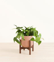Load image into Gallery viewer, Calm Rose stand:walnut