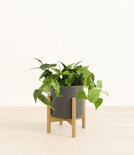 Load image into Gallery viewer, Dark Olive stand:bamboo