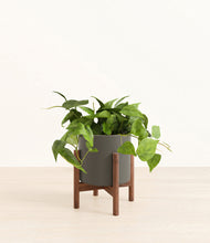 Load image into Gallery viewer, Dark Olive stand:walnut