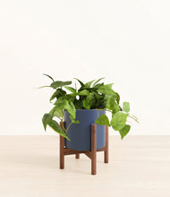 Load image into Gallery viewer, Deep Navy stand:walnut