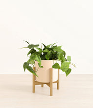 Load image into Gallery viewer, Cream stand:bamboo