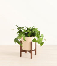 Load image into Gallery viewer, Cream stand:walnut