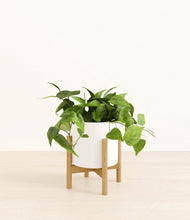 Load image into Gallery viewer, White stand:bamboo