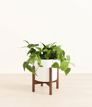 Load image into Gallery viewer, White stand:walnut