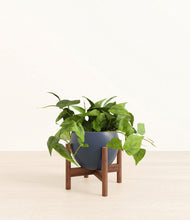 Load image into Gallery viewer, Deep Navy stand:walnut