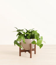 Load image into Gallery viewer, Desert Brown stand:walnut