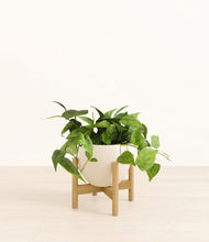 Load image into Gallery viewer, Shiny EggWhite stand:bamboo