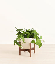 Load image into Gallery viewer, Shiny EggWhite stand:walnut