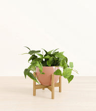 Load image into Gallery viewer, Calm Rose stand:bamboo