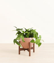 Load image into Gallery viewer, Calm Rose stand:walnut