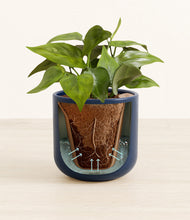 Load image into Gallery viewer, Twilight Blue stand:all