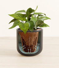 Load image into Gallery viewer, Stone Black stand:all