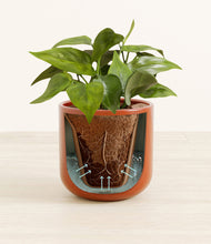 Load image into Gallery viewer, Glossy Red stand:all