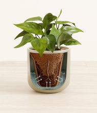 Load image into Gallery viewer, Sage Green stand:all