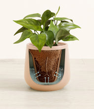 Load image into Gallery viewer, Gentle Pink stand:all