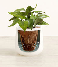 Load image into Gallery viewer, White stand:all