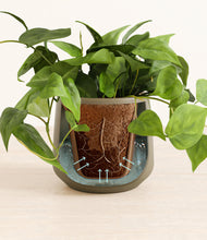 Load image into Gallery viewer, Olive stand:all