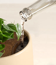 Load image into Gallery viewer, Almond Green stand:all