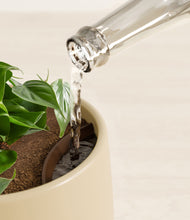 Load image into Gallery viewer, Almond Green stand:all