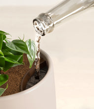 Load image into Gallery viewer, Eternal Gray stand:all