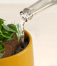 Load image into Gallery viewer, Mustard stand:all