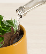 Load image into Gallery viewer, Mustard stand:all