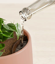 Load image into Gallery viewer, Calm Rose stand:all