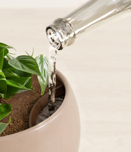 Load image into Gallery viewer, Desert Brown stand:all