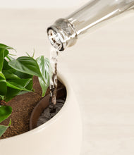 Load image into Gallery viewer, Shiny EggWhite stand:all