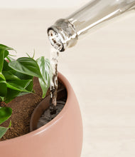 Load image into Gallery viewer, Calm Rose stand:all