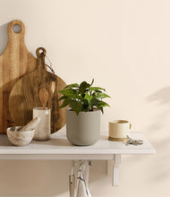 Load image into Gallery viewer, Sage Green