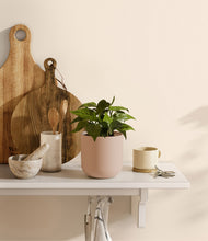 Load image into Gallery viewer, Sandy Pink