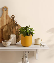 Load image into Gallery viewer, Sunset Orange