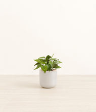 Load image into Gallery viewer, Snowdrift White*****Profile