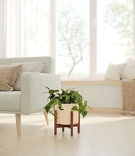 Load image into Gallery viewer, Cream stand:walnut