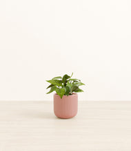 Load image into Gallery viewer, Striped Rose Pink*****Profile