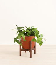 Load image into Gallery viewer, Earth Red stand:walnut