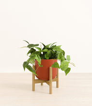 Load image into Gallery viewer, Earth Red stand:bamboo